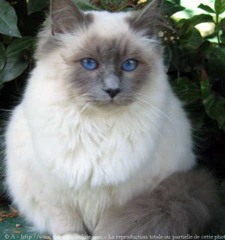 Photo de Sacr de birmanie