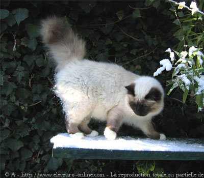 Photo de Sacr de birmanie