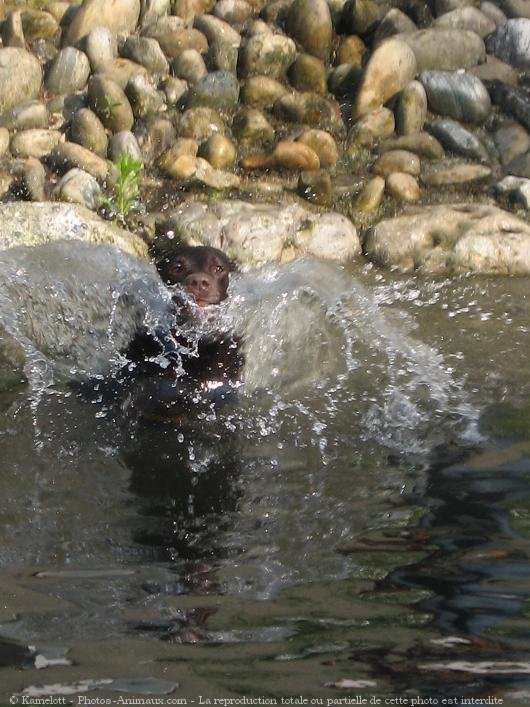 Photo de Labrador retriever