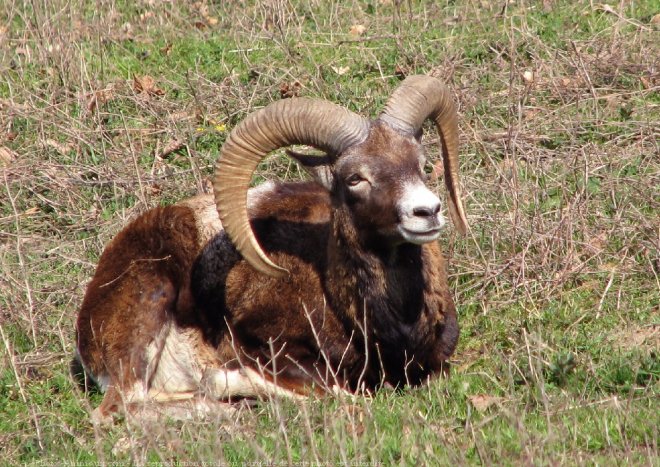 Photo de Mouflon