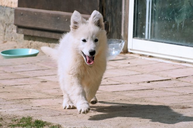 Photo de Berger blanc suisse