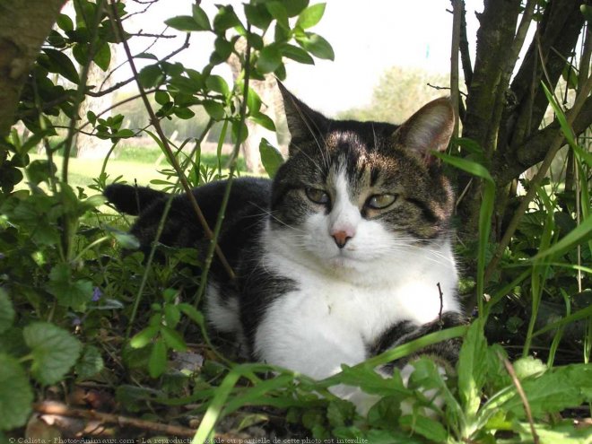 Photo de Chat domestique