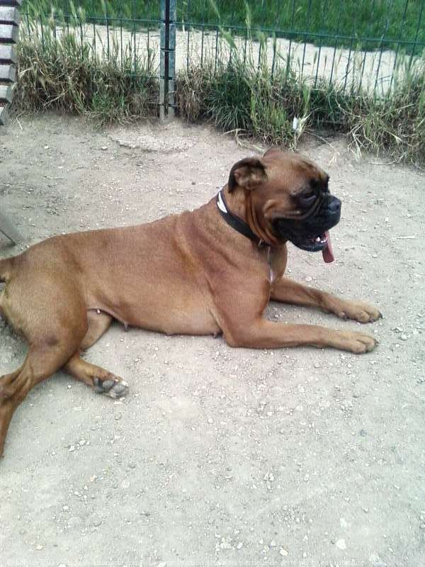 Photo de Boxer