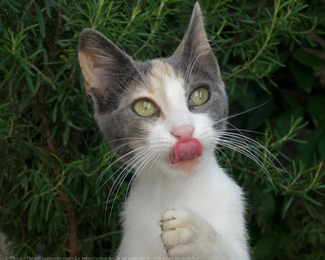 Photo de Chat domestique