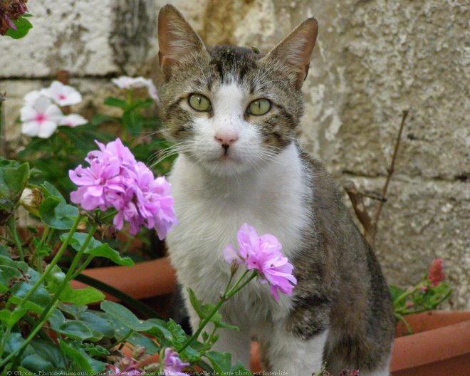 Photo de Chat domestique