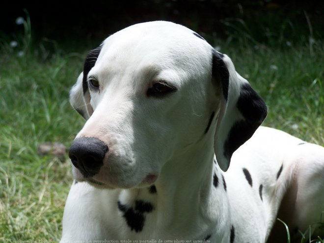 Photo de Dalmatien