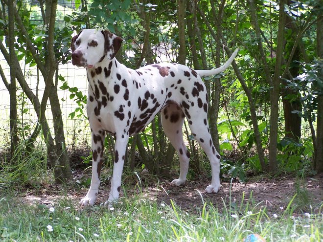 Photo de Dalmatien