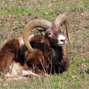 Photo de Mouflon