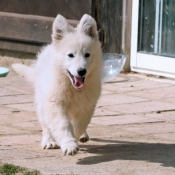 Photo de Berger blanc suisse