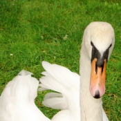 Photo de Cygne