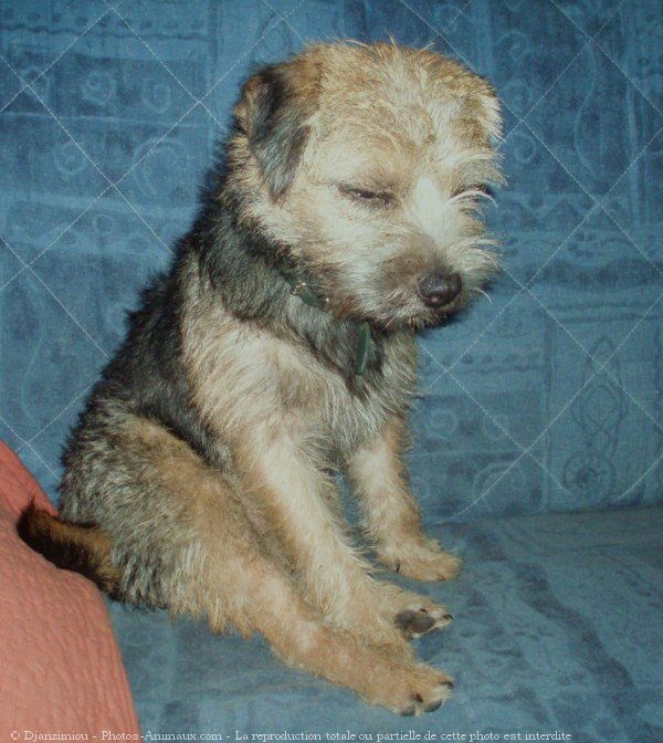 Photo de Border terrier