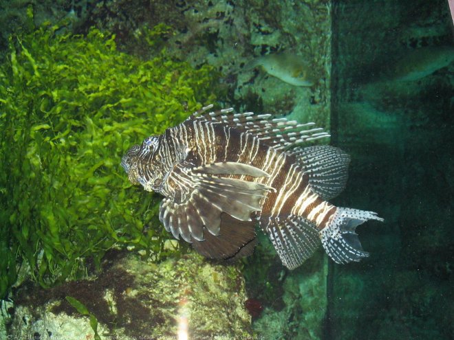 Photo de Poissons exotiques