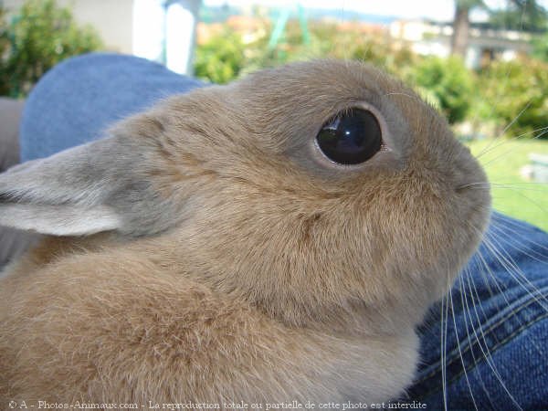 Photo de Lapin