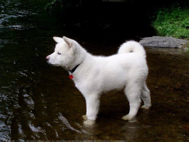 Photo d'Akita inu