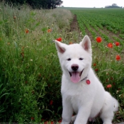 Photo d'Akita inu