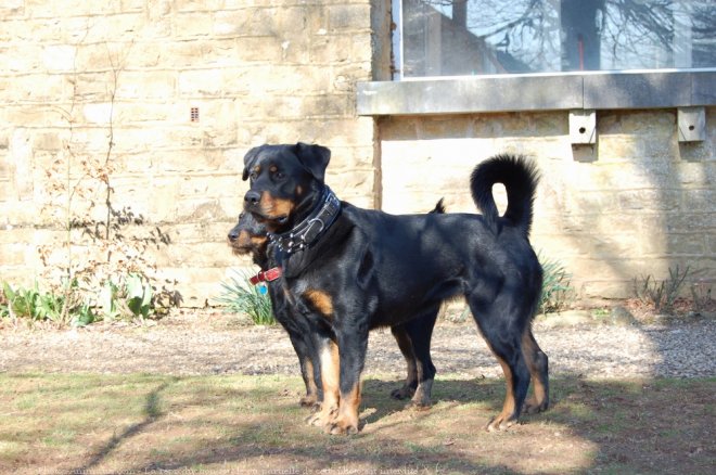 Photo de Rottweiler