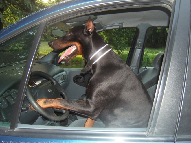 Photo de Dobermann