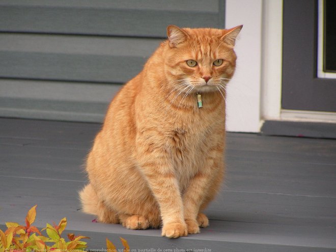 Photo de Chat domestique