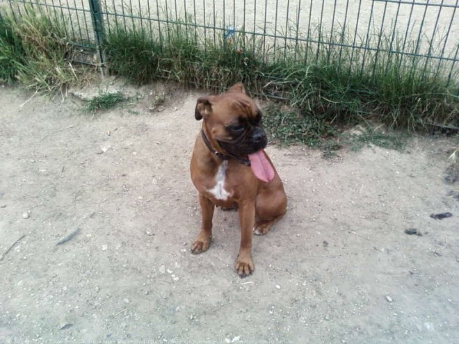 Photo de Boxer