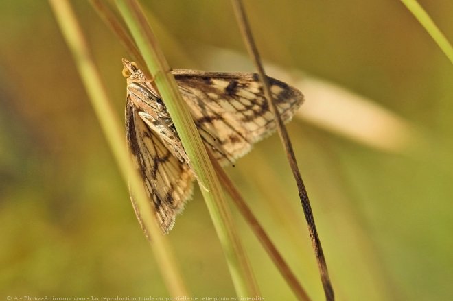 Photo de Papillon