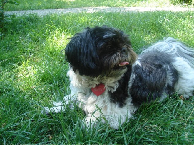 Photo de Shih tzu