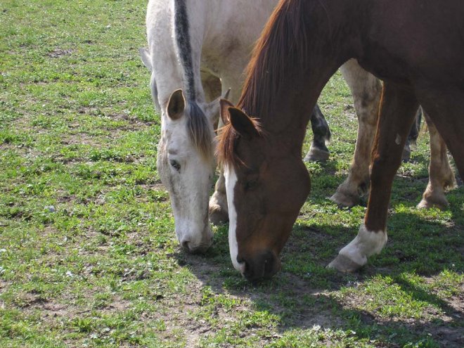 Photo de Races diffrentes