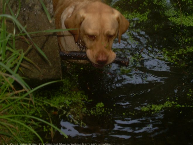 Photo de Labrador retriever