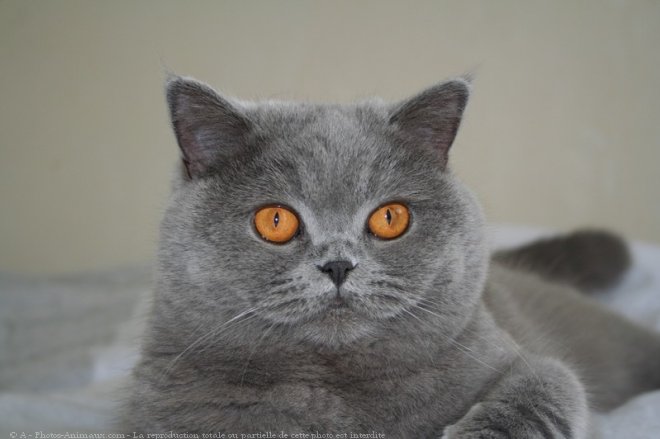 Photo de British shorthair