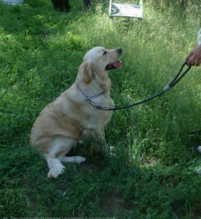 Photo de Golden retriever