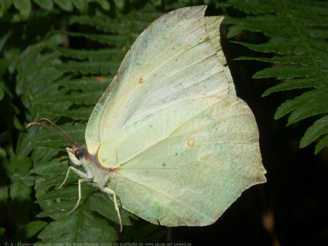 Photo de Papillon