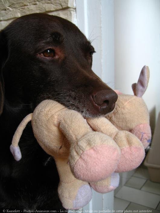 Photo de Labrador retriever