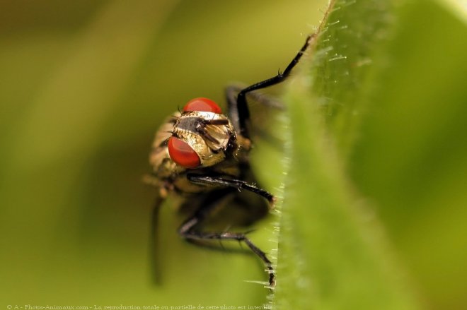 Photo de Mouche