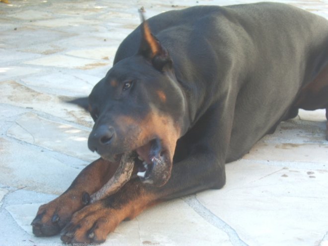 Photo de Dobermann