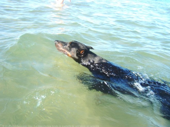 Photo de Dobermann