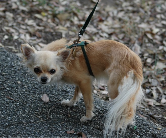 Photo de Chihuahua  poil long