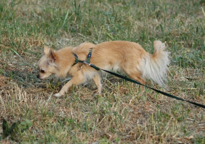 Photo de Chihuahua  poil long