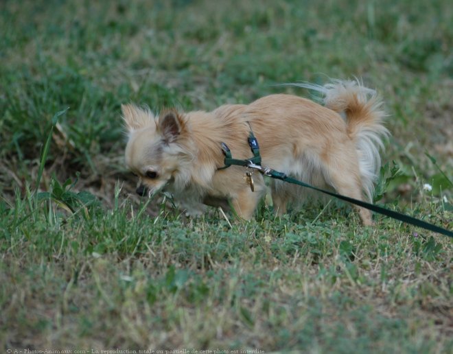 Photo de Chihuahua  poil long