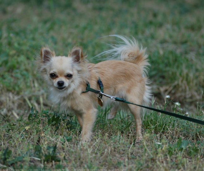 Photo de Chihuahua  poil long