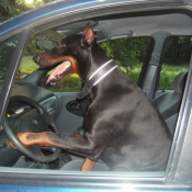 Photo de Dobermann