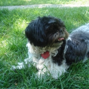 Photo de Shih tzu