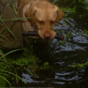 Photo de Labrador retriever