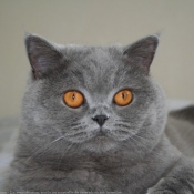 Photo de British shorthair