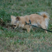 Photo de Chihuahua  poil long