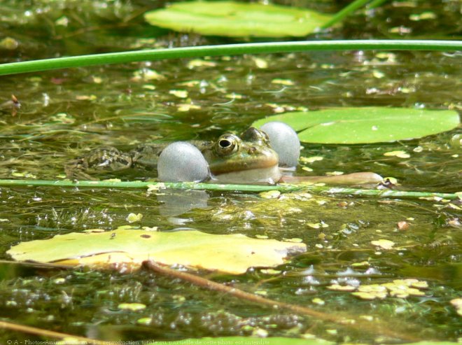 Photo de Grenouille