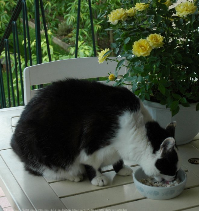 Photo de Chat domestique