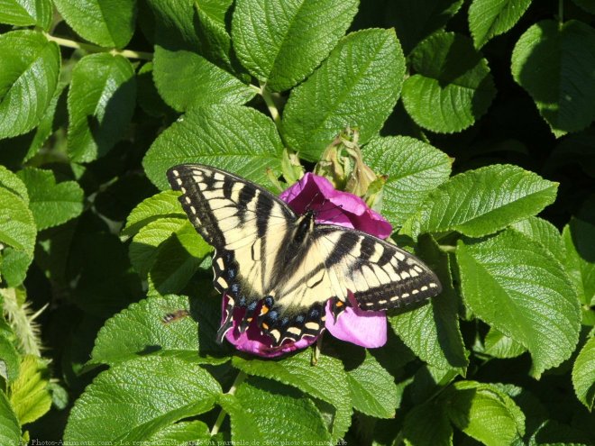 Photo de Papillon