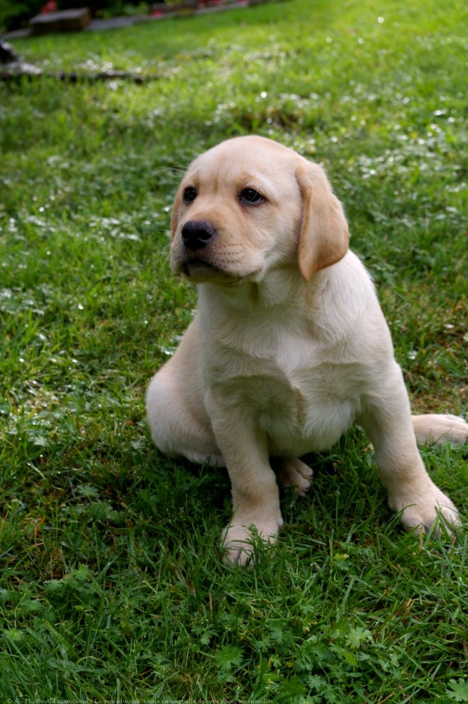 Photo de Labrador retriever