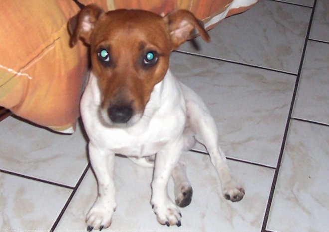 Photo de Jack russell terrier