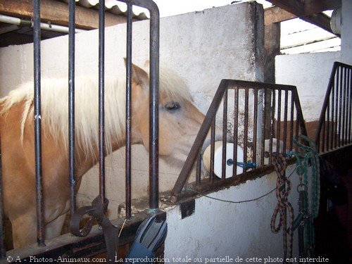 Photo de Haflinger