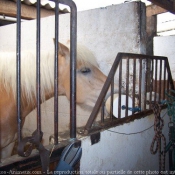 Photo de Haflinger